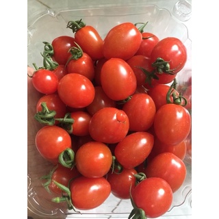 Hạt giống Cà chua Cherry