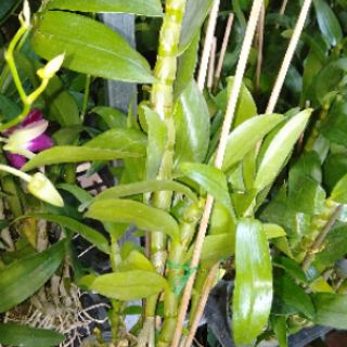 Dendro xuân hoa tết