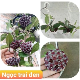 Lan cẩm  cù nhiều màu mua