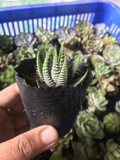 Sen Đá Móng Rồng Size Nhỏ
