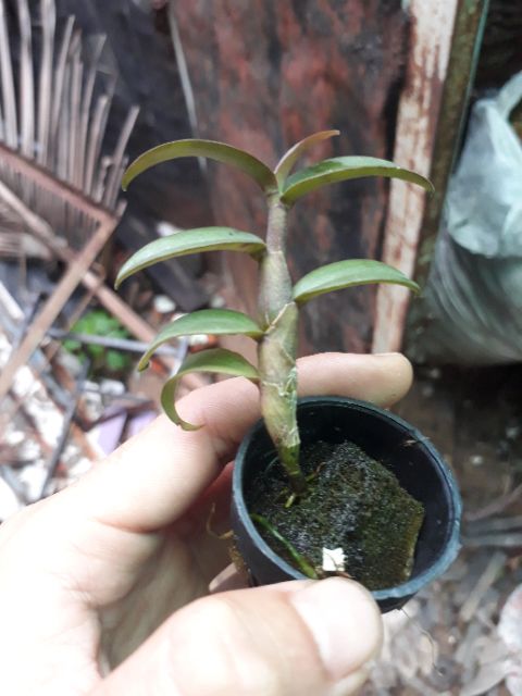 Phong lan di linh nù tam bố