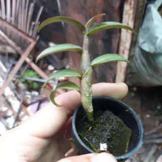 Phong lan di linh nù tam bố