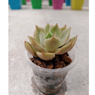 Sen đá đế vương size vỉ