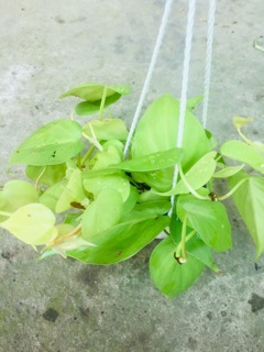 TRẦU BÀ TIM VÀNG CHẬU TREO MINI