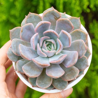 Sen đá viền tím 9-11cm - Vườn sen đá