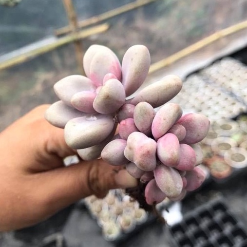 SEN ĐÁ SỎI HỒNG - SIZE TRUNG BÌNH 💵 ĐÀ LẠT 🍄 HƯ 1 ĐỔI 1 ❄️ SIÊU CUTE