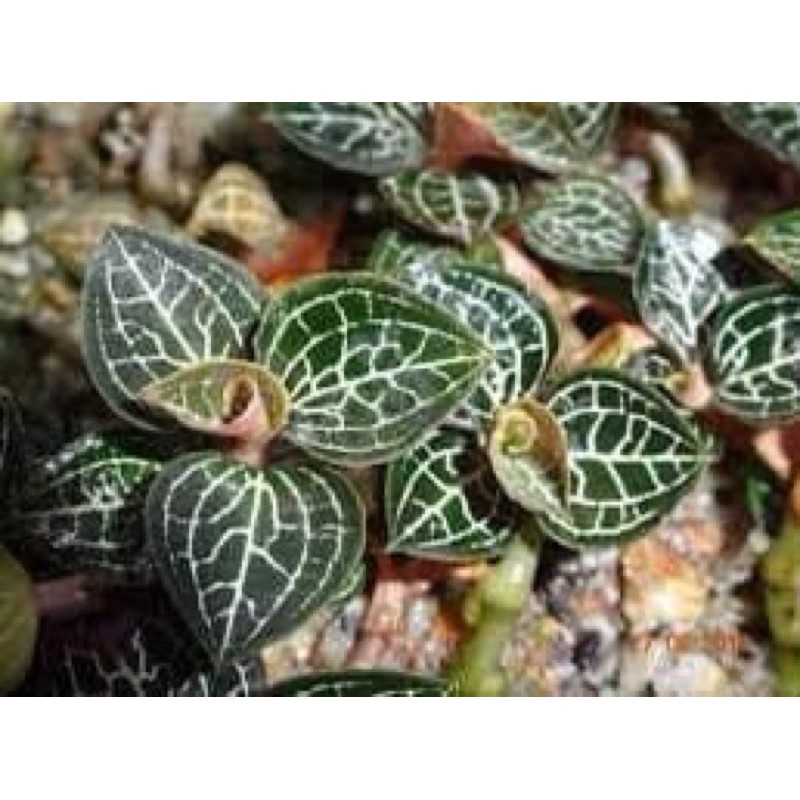 🍃🍃LAN KIM TUYẾN RỪNG 100gr🍀