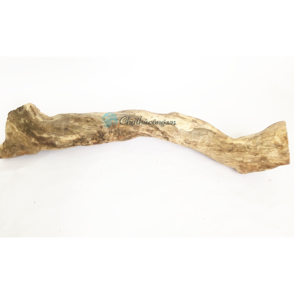 Combo 2 Nhánh lũa, Cành cây khô tự nhiên nhiều hình dạng KT D40-60cm dùng trang trí, decor vintage