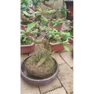 Lộc vừng bonsai