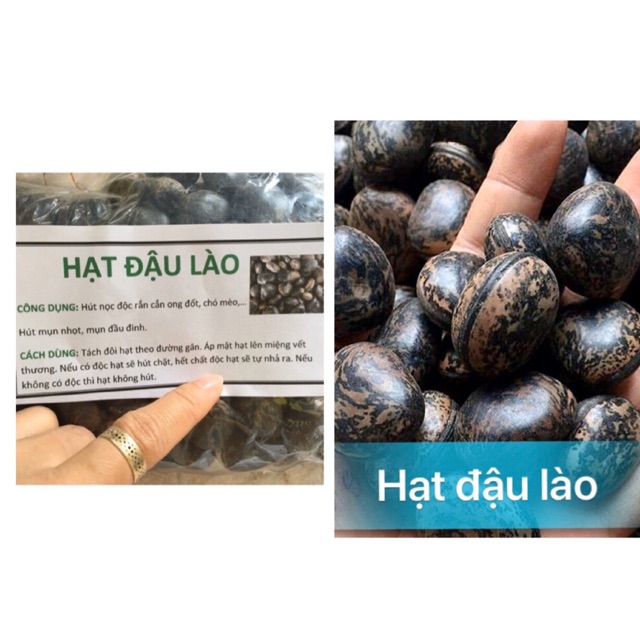 [10] Hạt Đậu Lào - Trị bệnh, tiêu viêm, tiêu độc