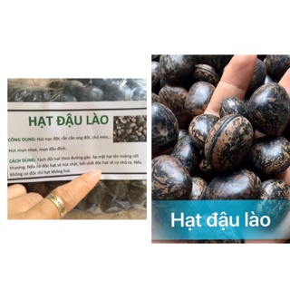 [10] Hạt Đậu Lào - Trị bệnh, tiêu viêm, tiêu độc