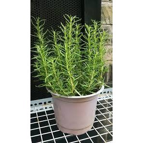 Hạt Giống Hương Thảo Rosemary (50 Hạt) - [MUA 3 TẶNG 1 CÙNG LOẠI] -  Dễ Trồng, Gia Vị Thơm, Đuổi Muỗi