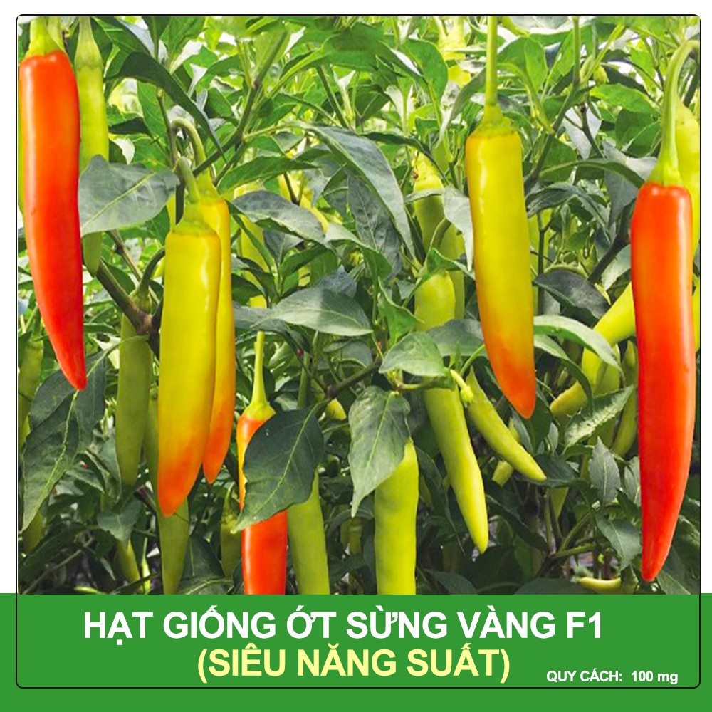 Hạt Giống Ớt Sừng Vàng Châu Phi  Siêu Cay, Siêu Năng Suất 100 mg