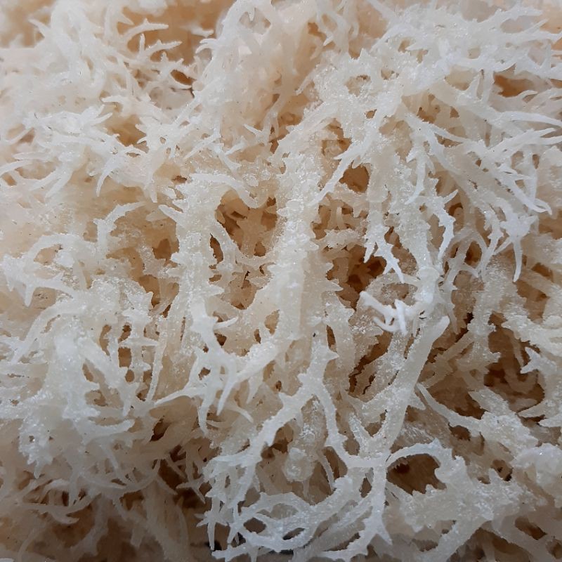 RONG SỤN GAI - RAU CÂU CHÂN VỊT 100gr