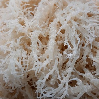 RONG SỤN GAI - 100gr haimyhm