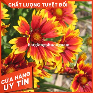 HẠT GIỐNG HOA CÚC CÔNG CHÚA MIX - Còn hàng