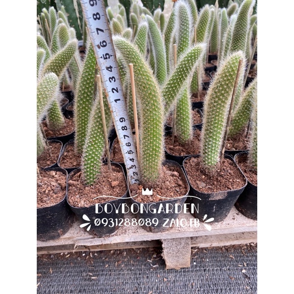 Cây xương rồng đuôi cáo đuôi hồ ly 🌵 ⚡  ❤