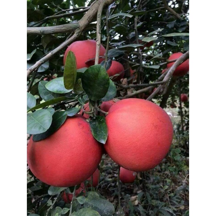 cây bưởi tiến vua