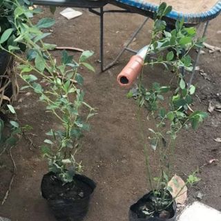 Việt quất tứ quý