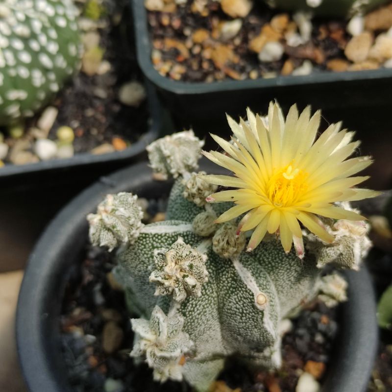 Xương rồng Nàng Gạo - Astro Fukuryo  - Da xanh/da cám