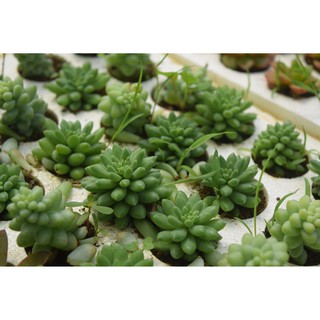 sen đá chuỗi ngọc bi mới mini 2-4cm