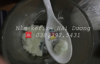 Nấm kefir làm sữa chua