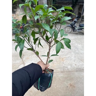 Cây thanh trà chiết giống
