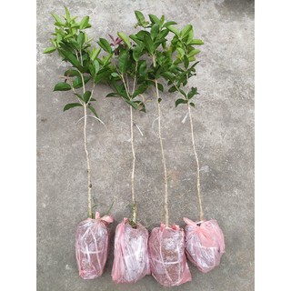 Cây mộc hương ta thoát thân cao 70-100cm gốc khỏe