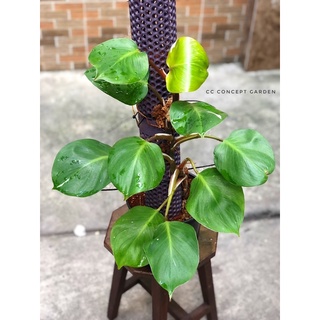 Trầu Bà | Philodendron White Knight