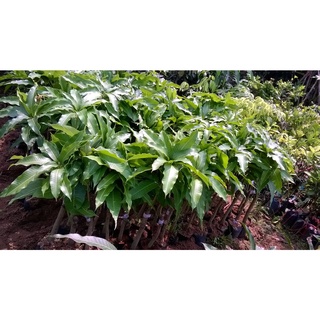 Cây giống Xoài Thanh ca  [ Giống GHép cho trái sớm - quả vàng - trồng chậu được].