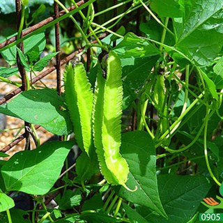 Hạt Giống Đậu Rồng