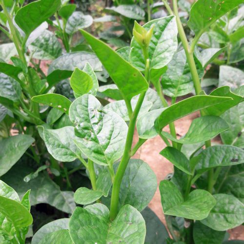 50Gr Hạt Giống Rau Mồng Tơi Cao Sản - 4 Mùa Quanh Năm
