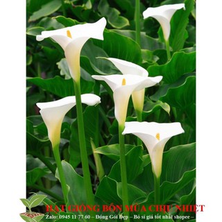 Hạt giống hoa vân môn Nam Phi 10 hạt ĐẾN MÙA TRỒNG TẾT