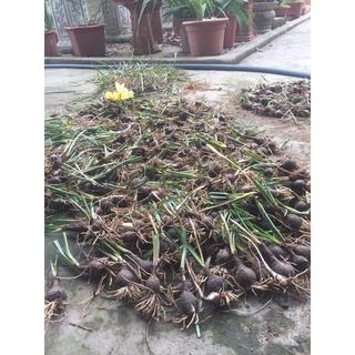 CỦ MẸ HUỆ MƯA VÀNG - 1 CỦ