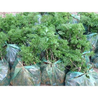cây đinh lăng lá nếp (lá nhỏ)