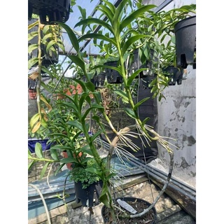 Ki phi điệp cửu long cao phong
