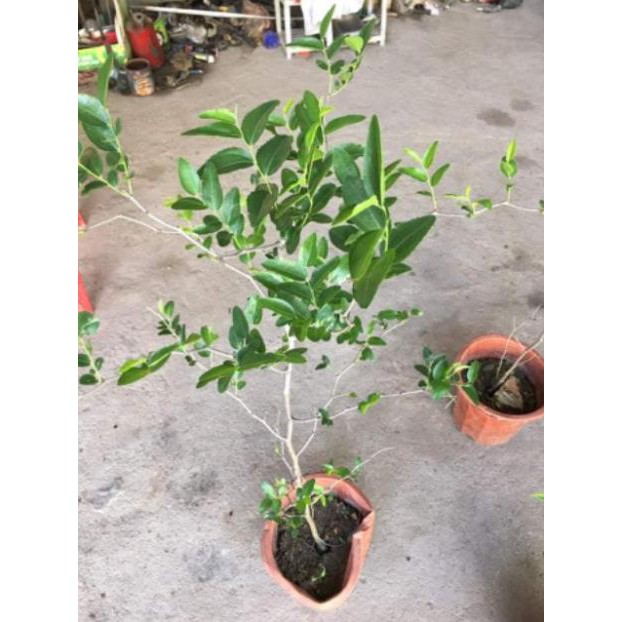 Cây Giống Hồng Táo