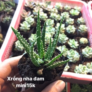 Xrồng nha đam 