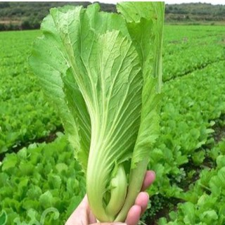 Cải Bẹ Dưa RĐ 673 - Rạng Đông