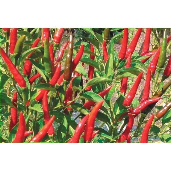 Hạt giống ớt chỉ thiên trái dài siêu cay- rau củ quả trồng chậu, sân vườn ban công nảy mầm cao 0.1gr RADO911