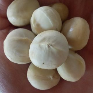 Nhân macca rang củi