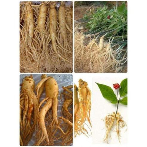 Hạt Giống Nhân Sâm Hàn Quốc