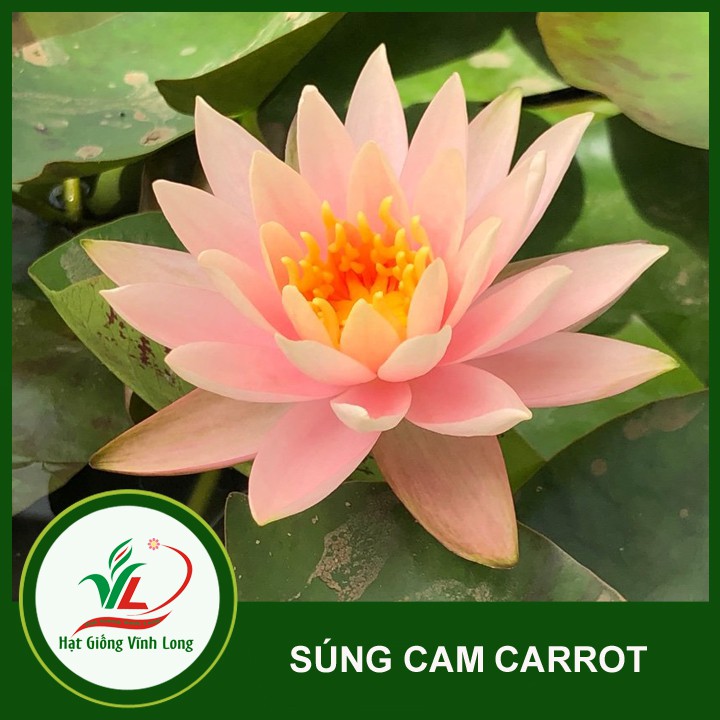 Củ Hoa Súng Thái Lan màu Cam carot - VL0015