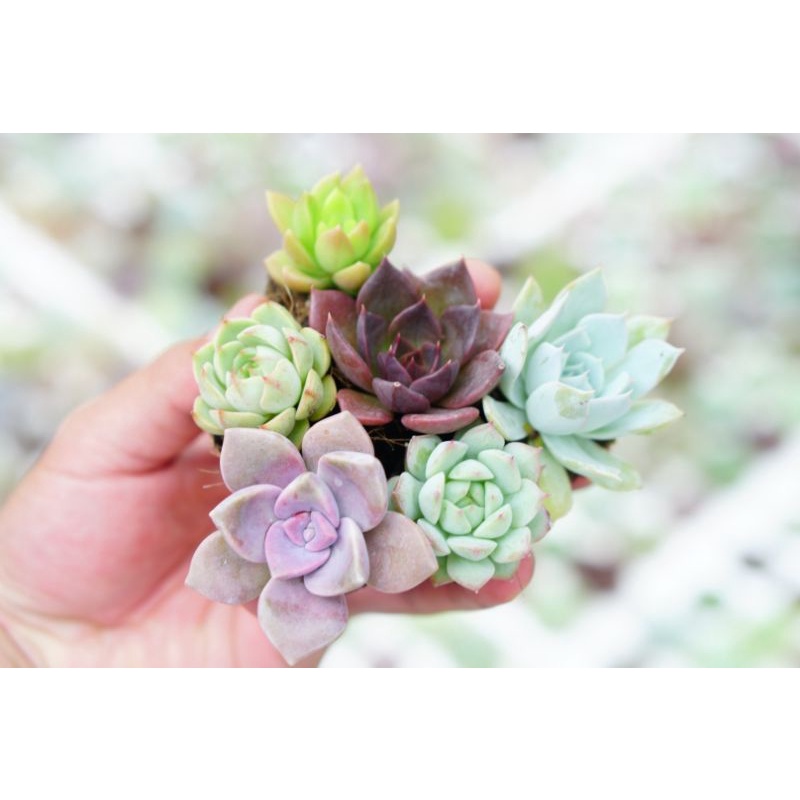 Sen Đá Mini Đà Lạt Combo 5 loại khác nhau size mini 3cm 🌲Mix Màu ngẫu nhiên 🌲Lỗi 1 đổi 1🏜️ Mua 2 set Tặng 1 Cây