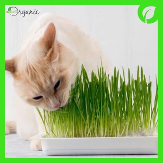 Hạt giống cỏ mèo, cỏ lúa mì, lúa mạch nhập khẩu Úc, Khaiminheco