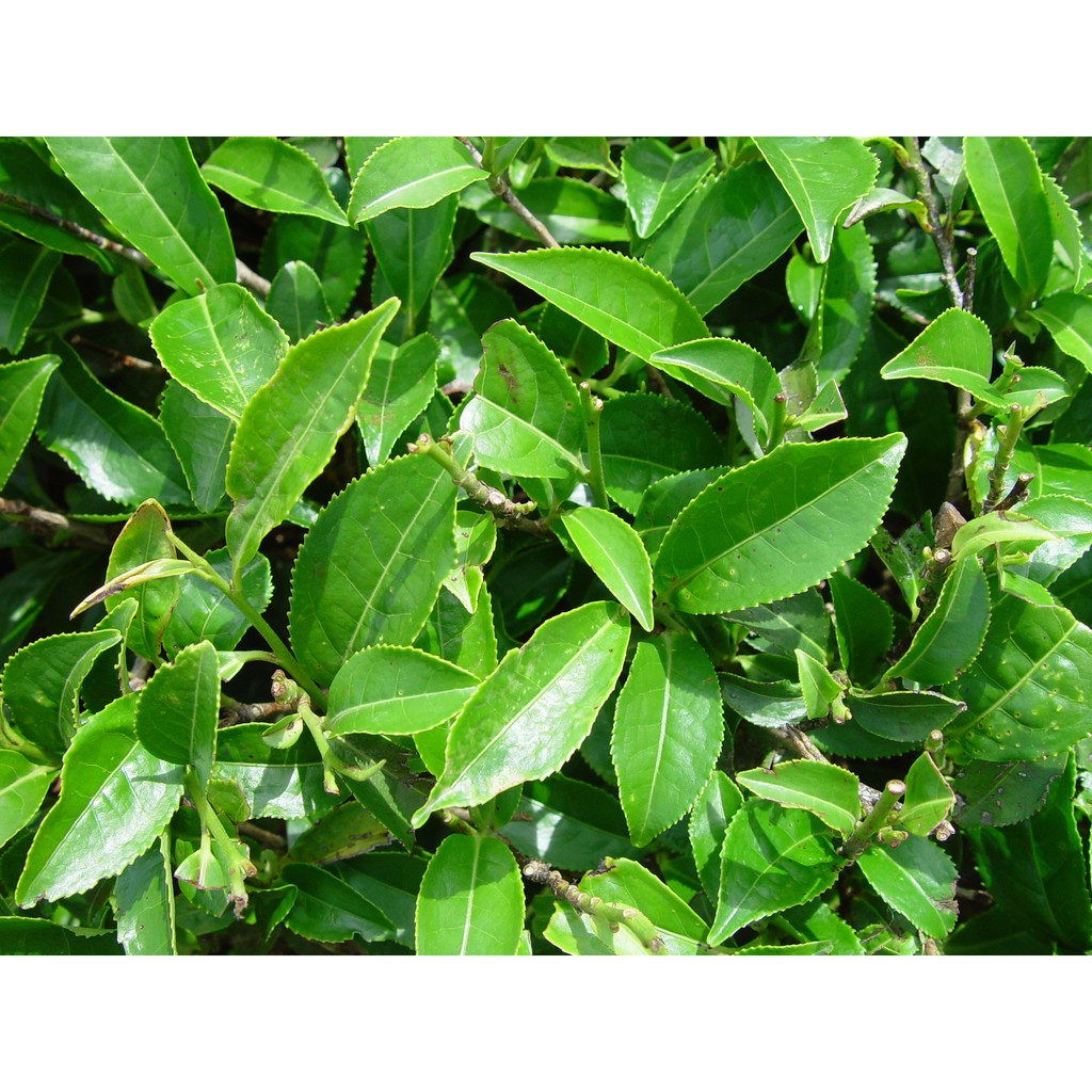 CÂY TRÈ XANH UỐNG NƯỚC