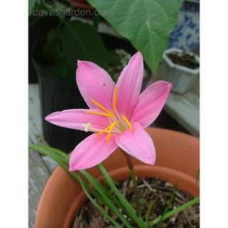 củ hoa huệ mưa kép mix cao cấp