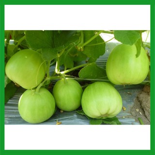 Hạt giống Dưa Lê Siêu Ngọt