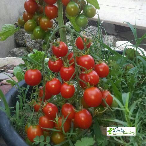 1g Hạt giống Cà chua bi (tặng gói Kích nẩy mầm và Hướng dẫn) XTRA