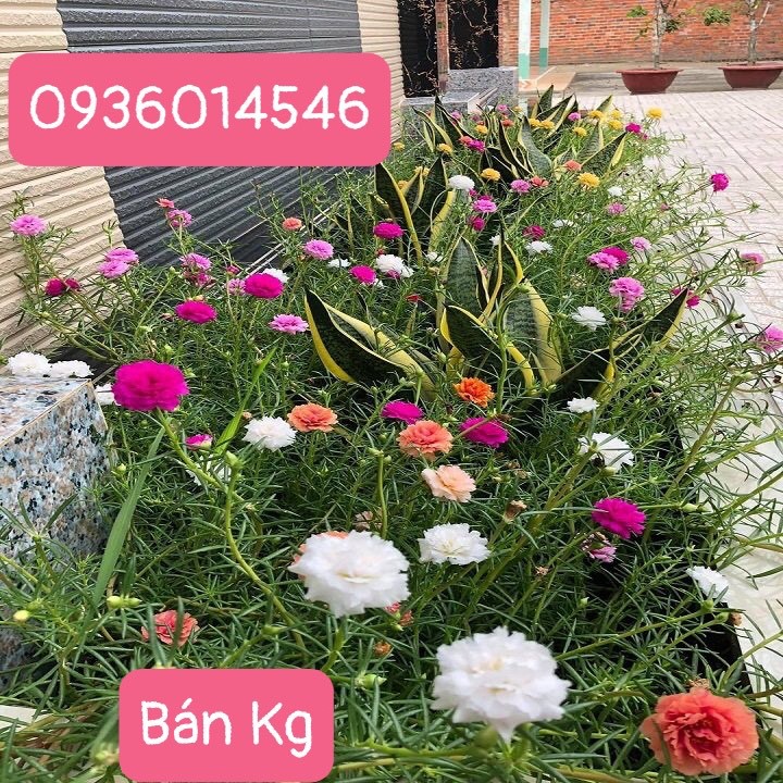 Hoa mười giờ (1kg/50.000) - Dễ trồng- Hoa của mùa hè